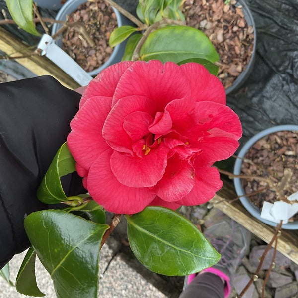 Camellia japonica 'Adolphe Audusson' AGM