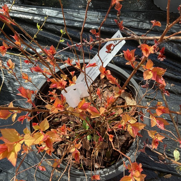 Spiraea japonica 'Firelight'   Pollinator plant    Deer resistant