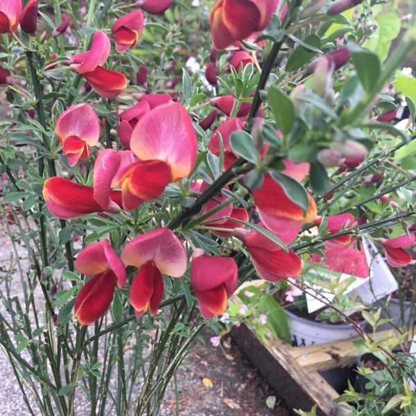 Cytisus 'Red Wings'