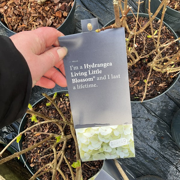 Hydrangea paniculata 'Living Little Blossom' (Recent introduction)