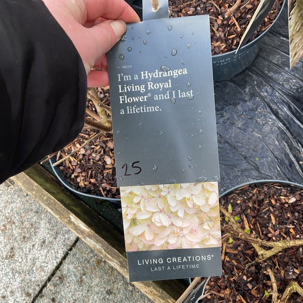 Hydrangea paniculata 'Living Royal Flower' (Recent introduction)