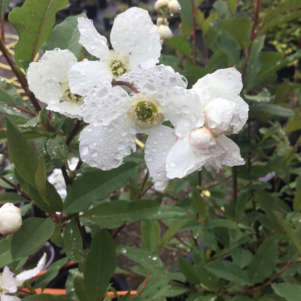 Exochorda 'Lotus Moon'