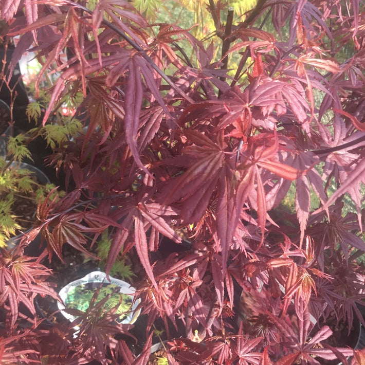 Acer palmatum 'Skeeter's Broom'   Japanese maple