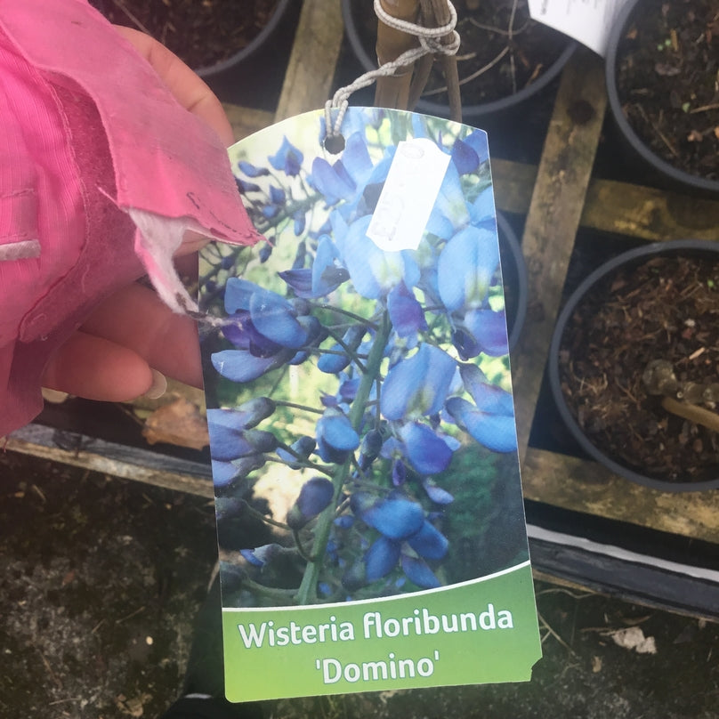 Wisteria floribunda 'Domino' AGM