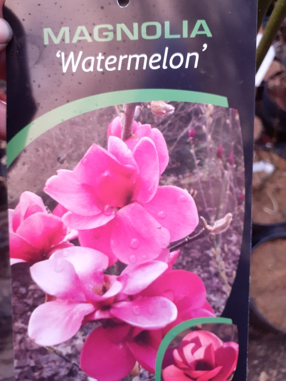 Magnolia 'Watermelon’