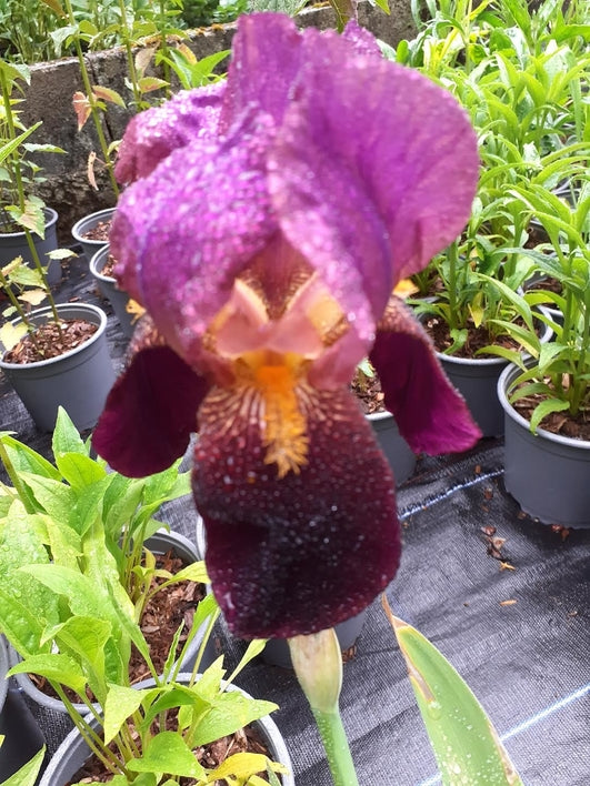 Iris germanica ‘Benton Storrington’