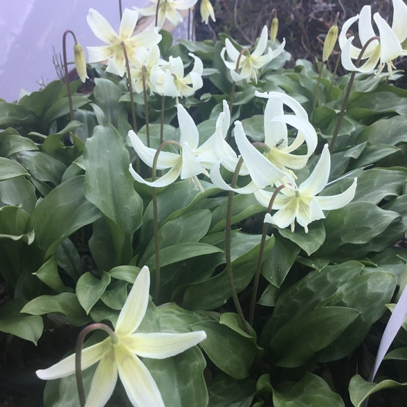Erythronium californicum White Beauty