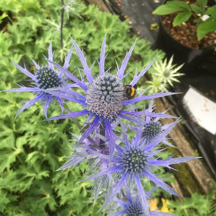 Eryngium 'Big Blue'  (Sea holly)   Attractive to bees, butterflies & birds