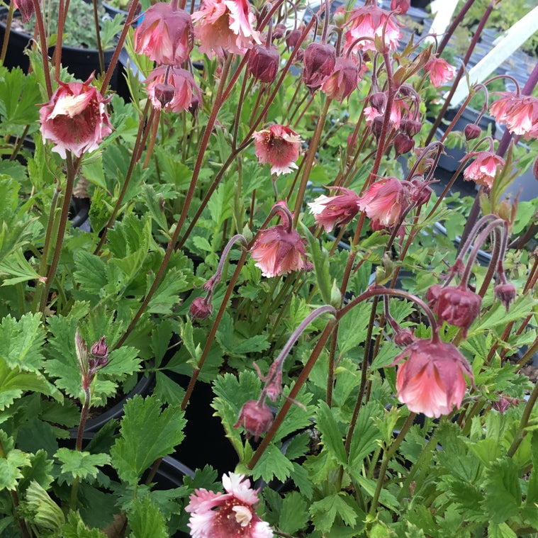 Geum 'Tempo Rose'