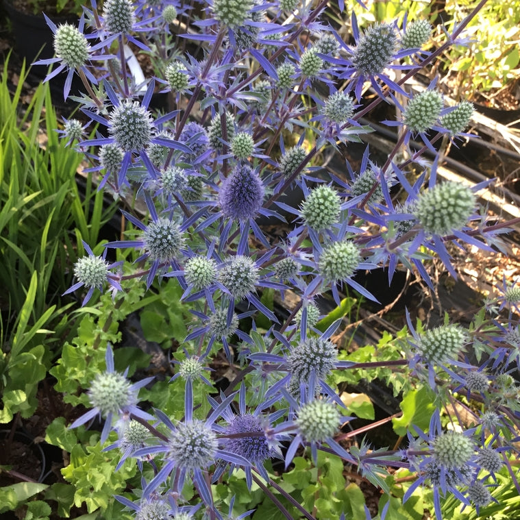 Eryngium 'Magical Purple Falls'  (Sea holly)  Attractive to bees, butterflies & birds