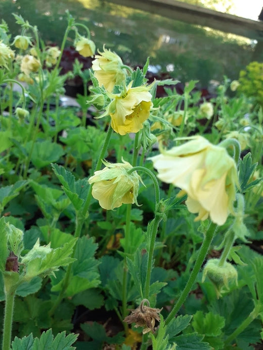 Geum 'Tales of Hex'
