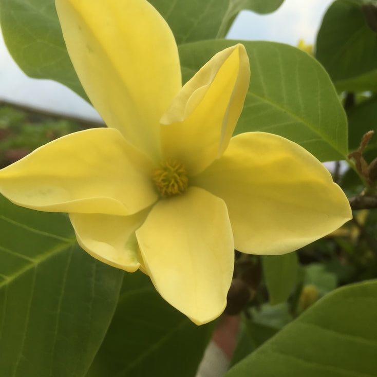 Magnolia 'Daphne