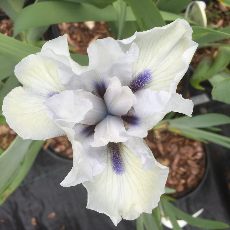 Iris germanica 'Love's Tune'