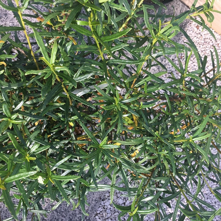 Crinodendron hookerianum 'Ashmount'