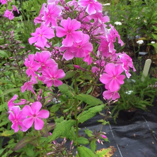 Phlox amplifolia Christine