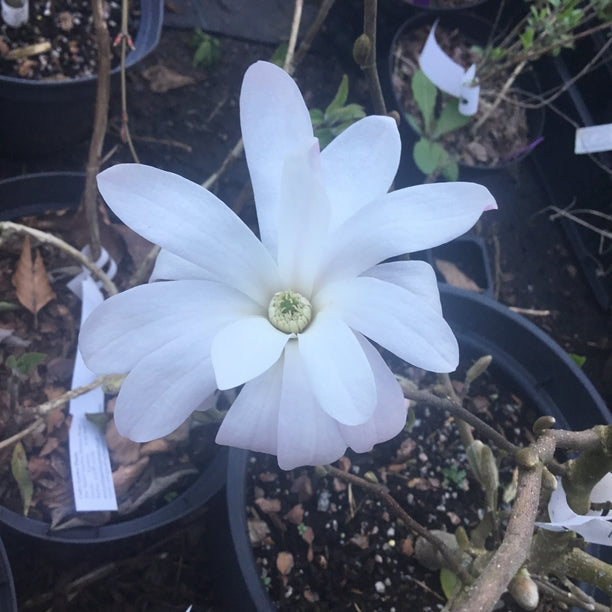 Magnolia stellata 'Rosea'