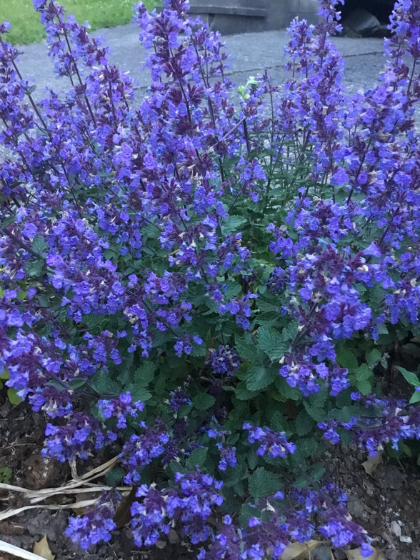 Nepeta faassenii 'Purrsian Blue'  Attracts bees   Deer resistant