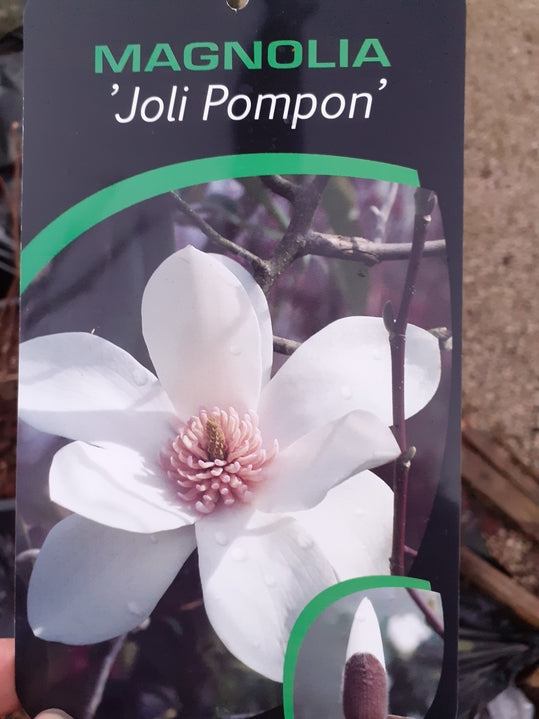 Magnolia 'Joli Ponpom'