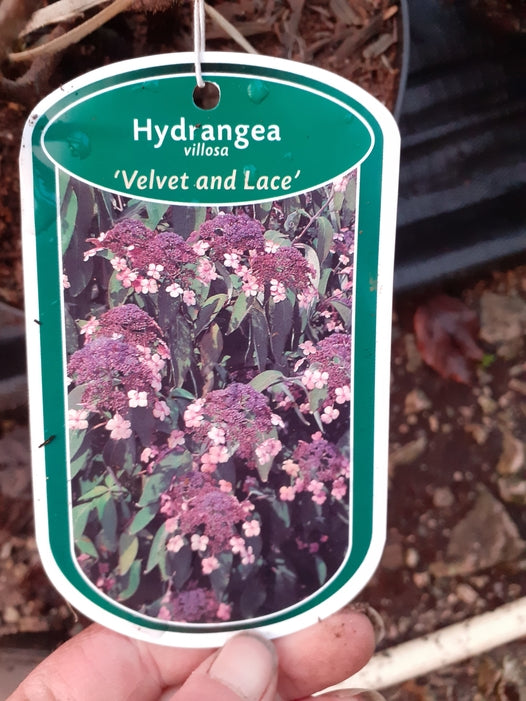 Hydrangea aspera 'Velvet & Lace'