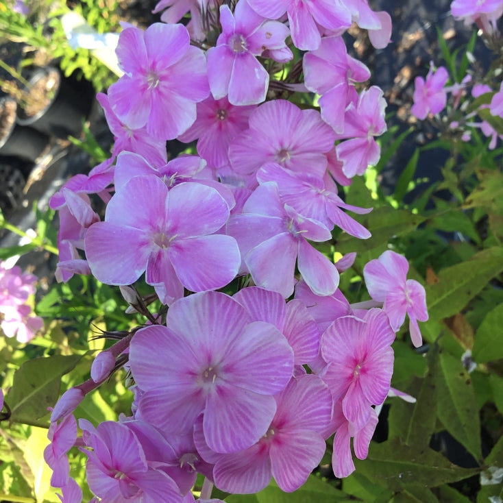 Phlox amplifolia 'Augenstern'
