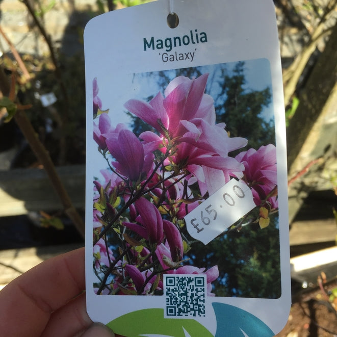 Magnolia 'Galaxy'