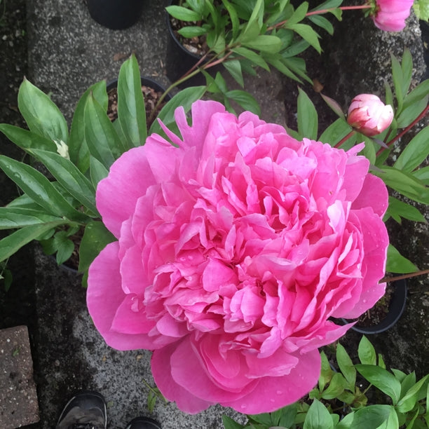 Paeonia lactiflora ‘Emma Klehm’
