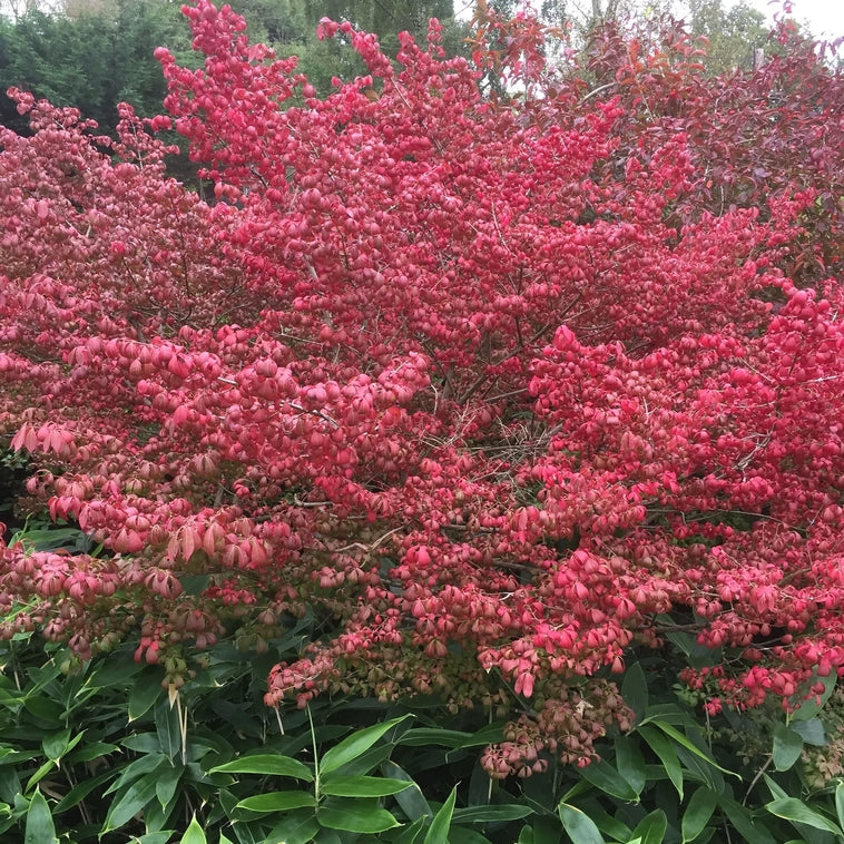 Euonymus alatus 'Compactus' AGM