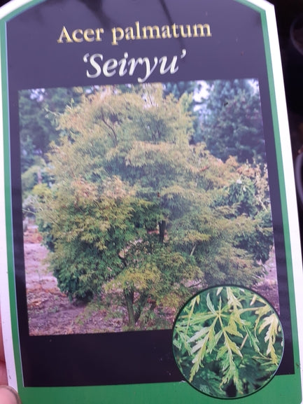 Acer palmatum dissectum 'Seiryu' AGM   Japanese maple