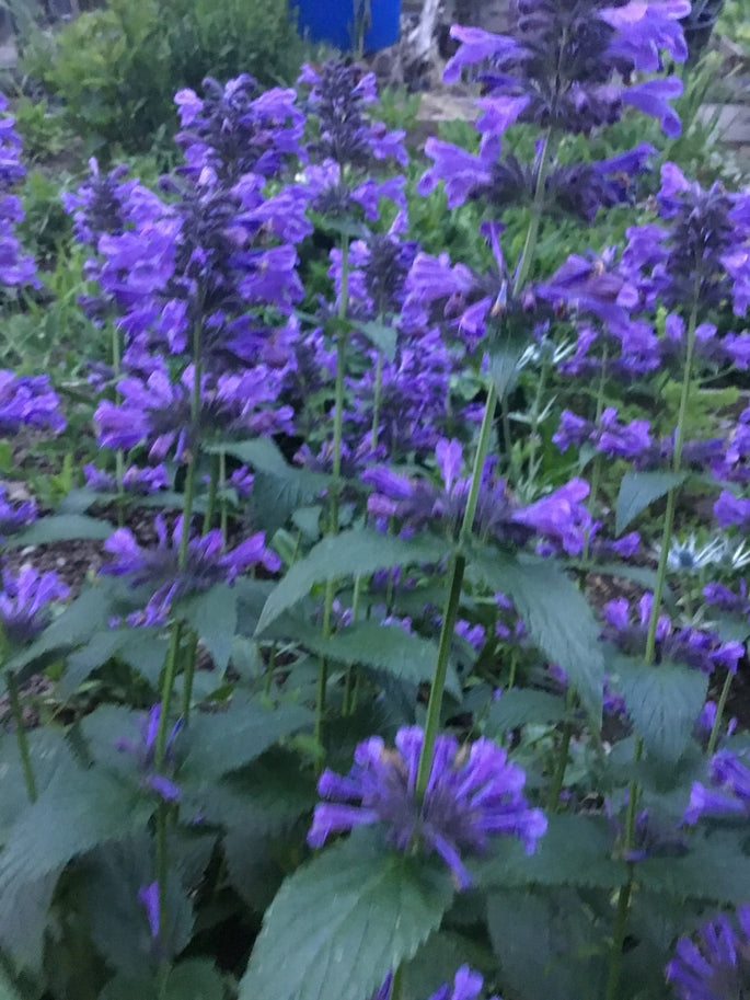 Nepeta 'Weinheim Big Blue'