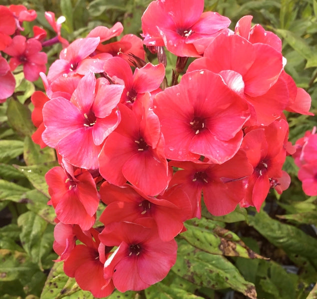 Phlox paniculata Orange Perfection