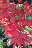 Acer palmatum 'Osakazuki'   Japanese maple