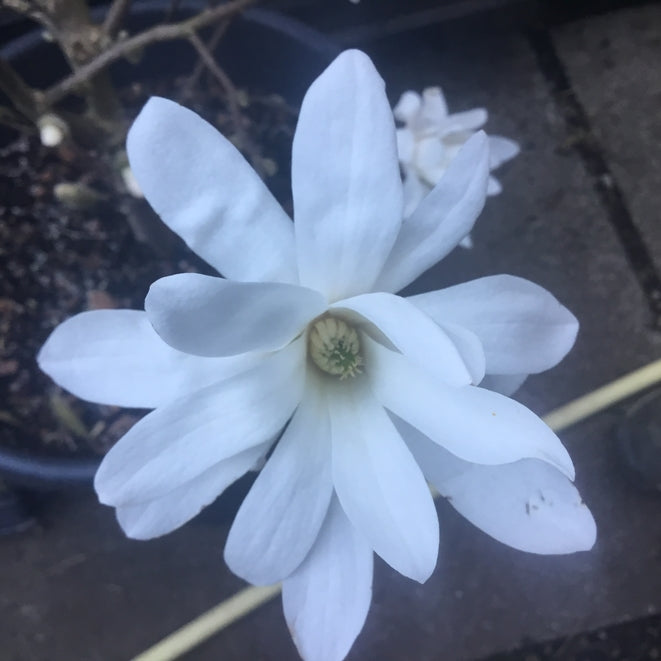 Magnolia stellata 'Royal Star'