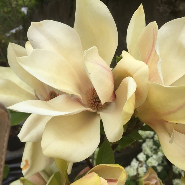 Magnolia x wiesneri 'Charm & Fragrance'