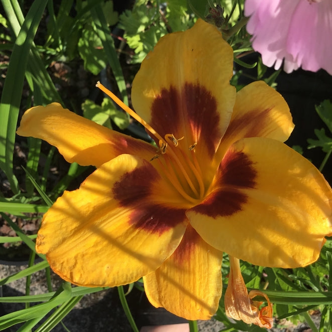 Hemerocallis 'Fooled Me'