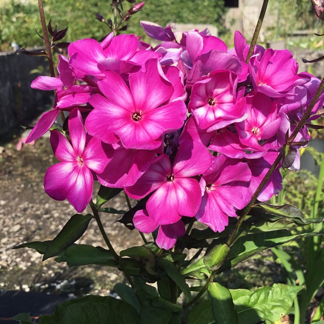 Phlox paniculata 'Sweet Summer Surprise'