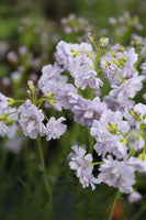 Cardamine pratensis 'Flore Pleno'