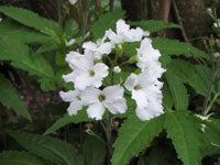 Cardamine heptaphylla 'Big White'
