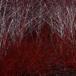 Cornus alba 'Sibirica' AGM