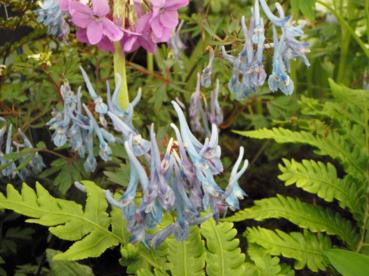 Corydalis flexuosa 'Pere David'