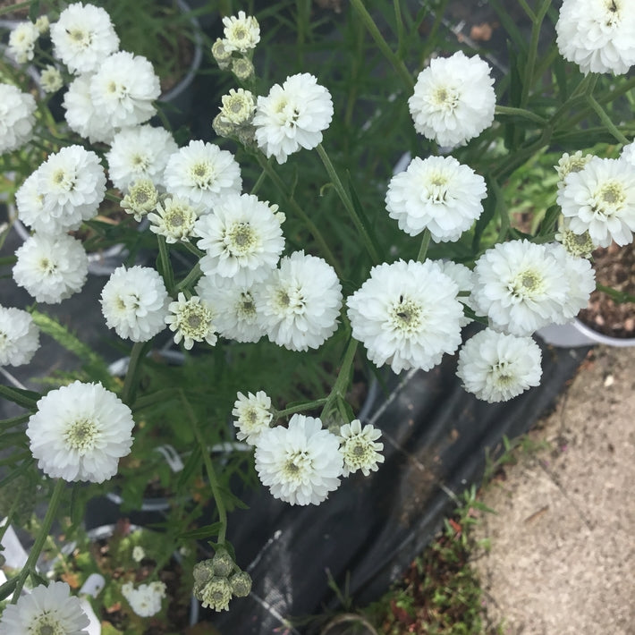Achillea 'Peter Cottontail'