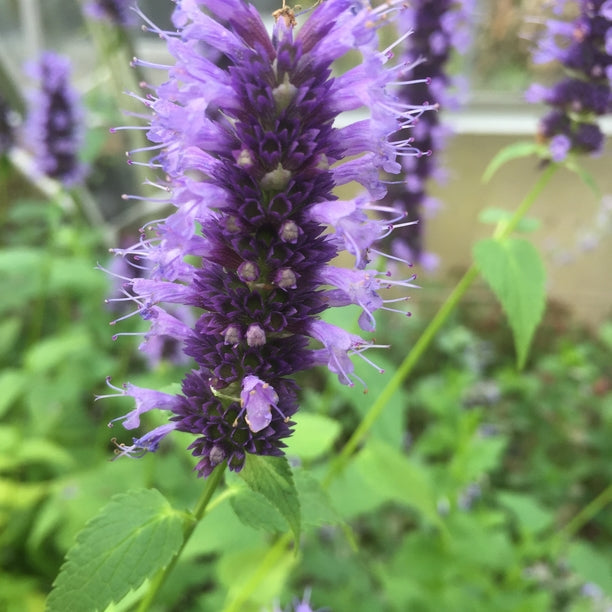 Agastache 'Black Adder'