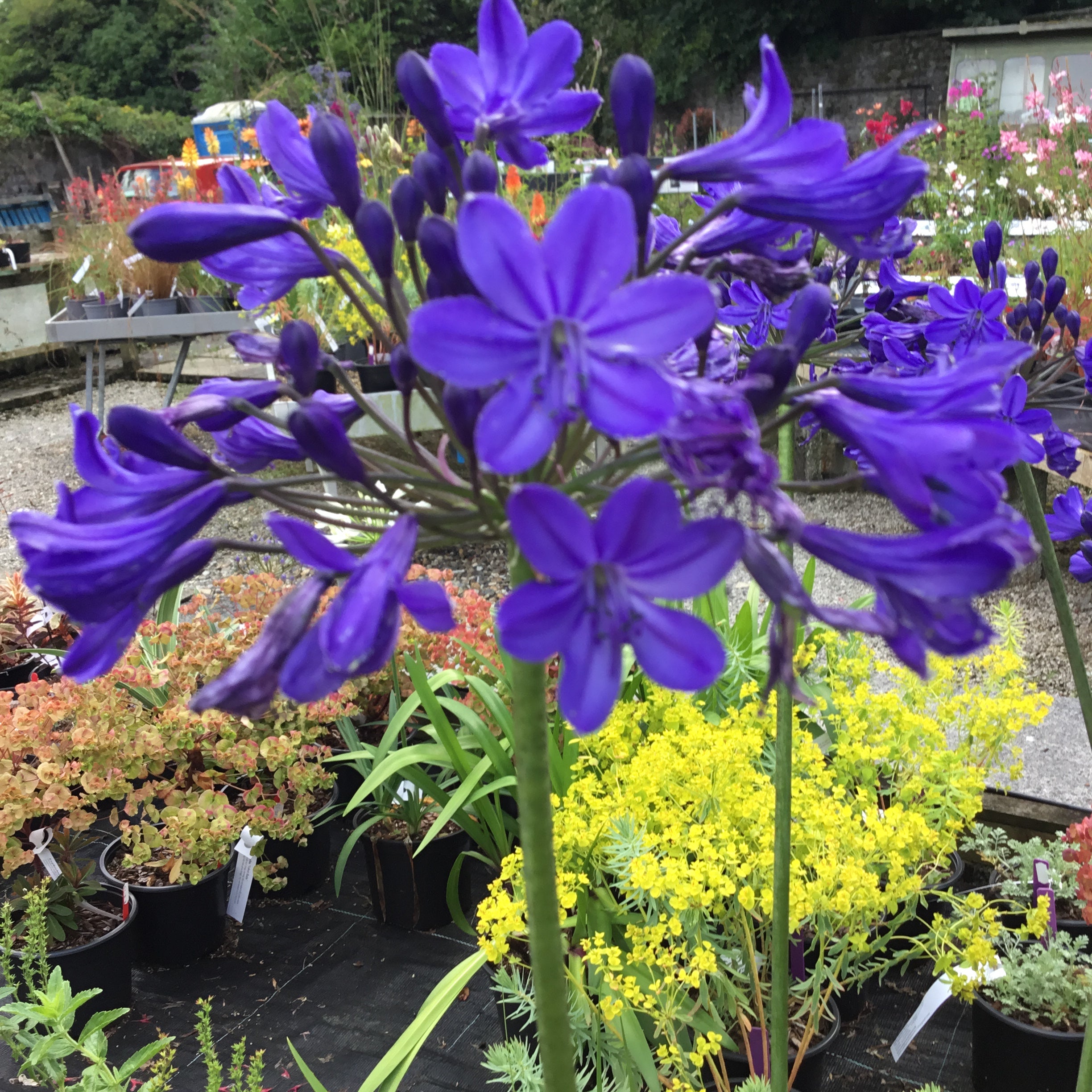 Agapanthus 'Blitz Prestige'