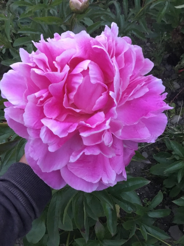 Paeonia lactiflora 'Jacorma'