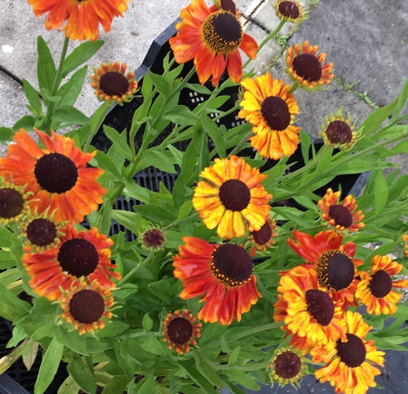 Helenium 'Mardi Gras'