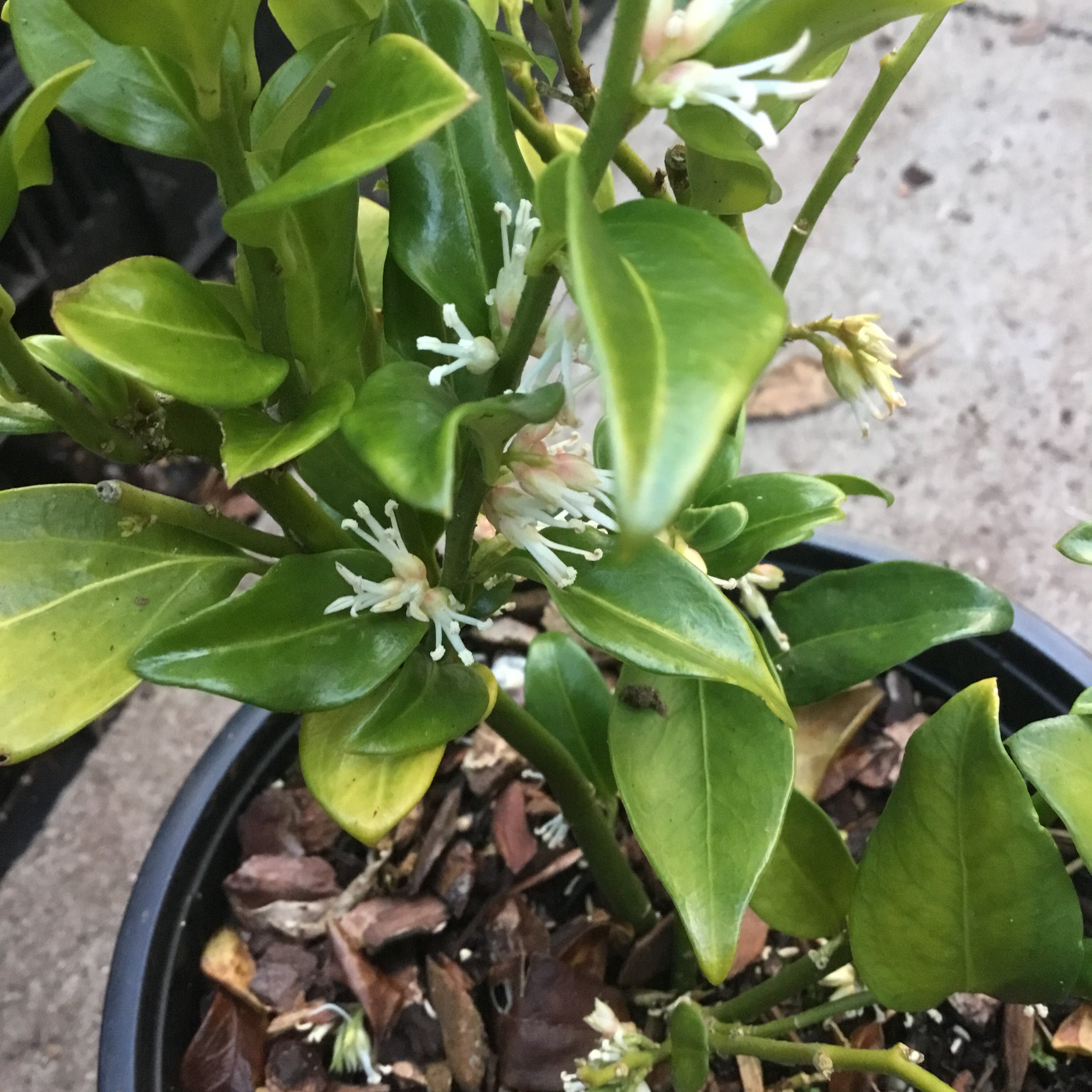 Sarcococca confusa AGM
