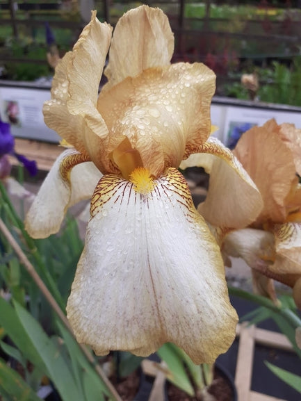 Iris germanica ‘Benton Susan’