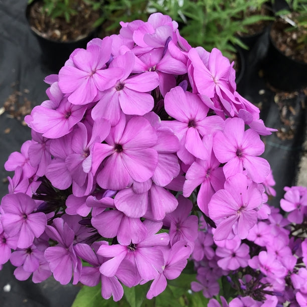 Phlox paniculata 'Cool Best