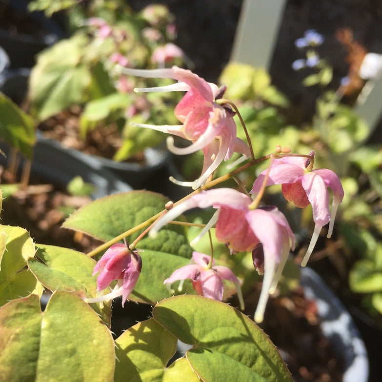 Epimedium  'Pretty in Pink   '(Barrenwort)   Rabbit & deer resistant
