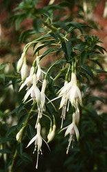 Fuchsia 'Hawkshead' AGM