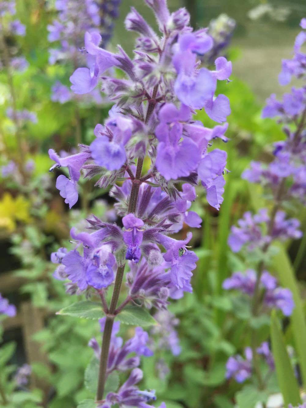Nepeta 'Summer Magic'  (Catmint)    Attractive to bees & other pollinators